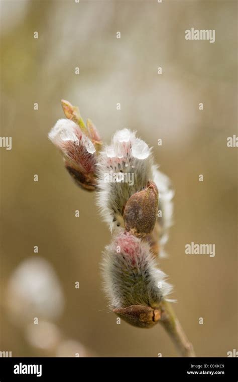 Male Catkins Pussy Willow Of Salix Caprea Or Goat Willow Stock Photo Alamy