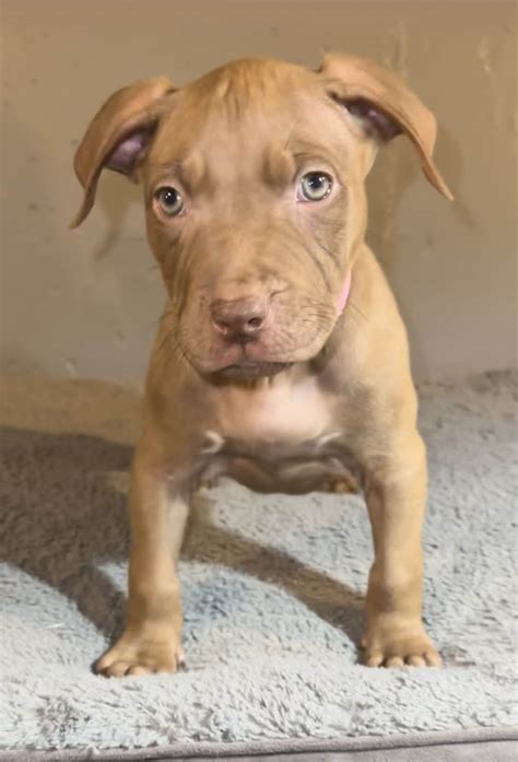 Santos Bullz Adba Top Athletic Dogs Pit Bull Puppies For Sale Breeder