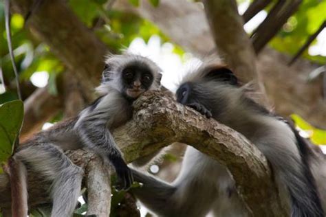 Park Narodowy Jozani Chwaka Bay Zanzibar Zdob D Bilety Getyourguide