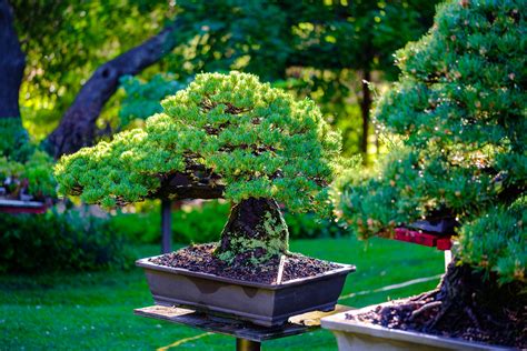 Gallery 1 — Lotus Bonsai Nursery & Gardens