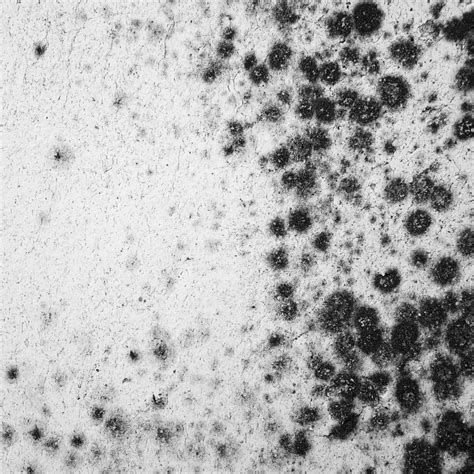 Gallery Of Invisible Mold Can Destroy Architecture Silently How To