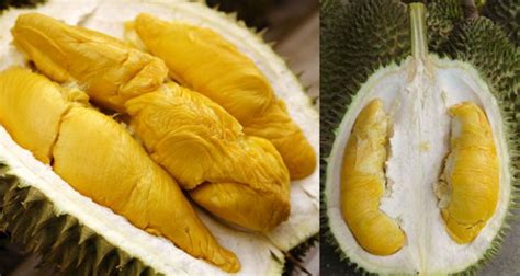 Jenis Jenis Durian Malaysia EncikShino