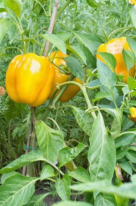 yellow bell pepper plant stock photo image  green