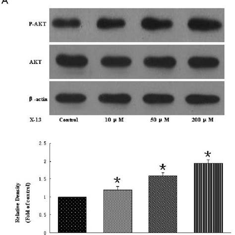 Effects Of X On Angiogenesis In Tg Fli Egfp Zebrafish Embryos