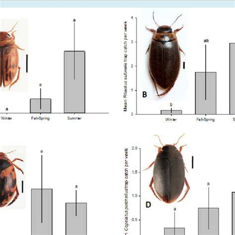 Seasonal Abundance Of Four Dytiscidae Beetles Trapped At Al Hassa