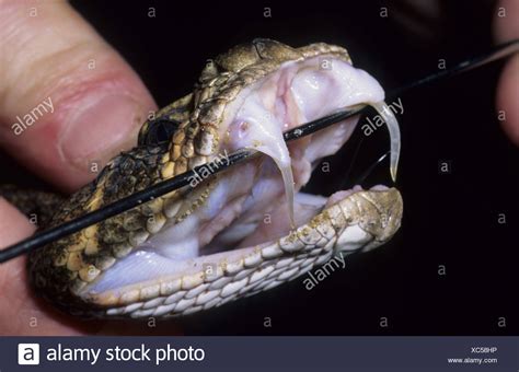 Rattlesnake Fangs Stock Photos And Rattlesnake Fangs Stock Images Alamy