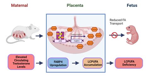 Placental Nutrient Transport Function Kumar Lab