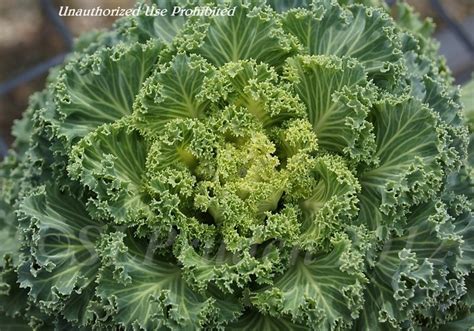 Plantfiles Pictures Brassica Flowering Cabbage Cole Collard