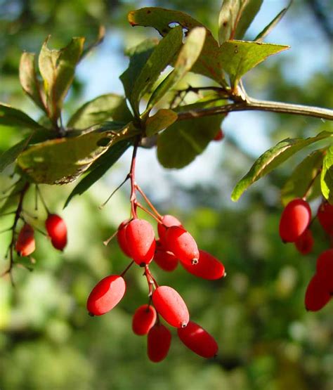 Berberis vulgaris