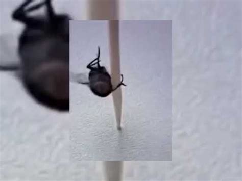 Pussy Clean Pussy Tight Pussy Fresh Dancing Fly For Hour YouTube Music