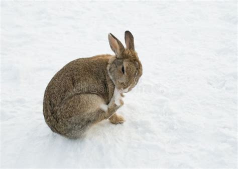 White Rabbit In Snow Stock Photo Image Of Animal Arctic 17516378