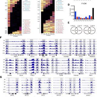 Chromatin Accessibility Dynamics During U Icm And F Icm A Chromatin