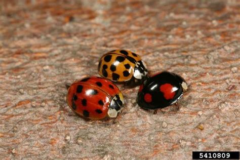 Lady Beetles | NC State Extension Publications