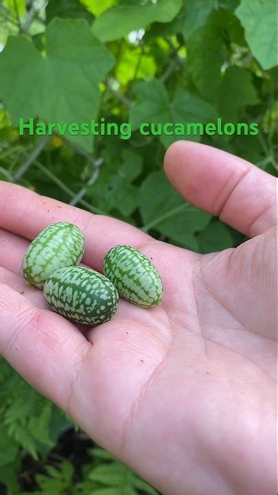 Harvesting cucamelons #vegetablegarden #raisedbed #food #homestead # ...