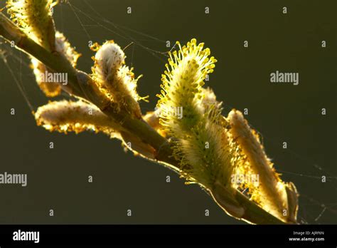 Pussy Willow Pollen Backlit Stock Photo Alamy