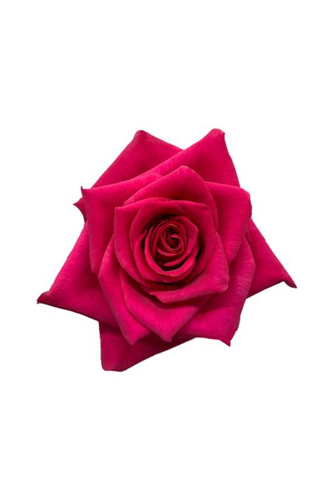 ROSE CM DARK PINK HOT EXPLORER Flora Fresh
