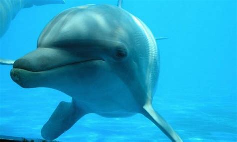 Miami Seaquarium pioneiro a exibir a vida marinha na Flórida Jornal