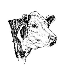 Cattle Clipart Polled Hereford Picture Cattle Clipart Polled