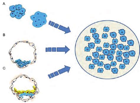 The Origins Of Embryonic Stem Cell A Blastomeres Of 8 Cell And Morula