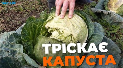 Чому тріскається капуста на грядці: що робити
