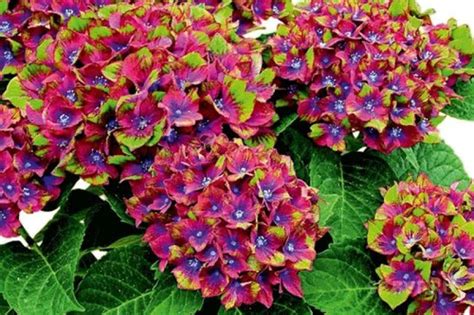 Гортензия крупнолистная Шлосс бакербарт - купить с доставкой по ...