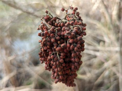 1 February 2023 – Tybee Island, Ga. Jaycee Park – L. Darryl Armstrong
