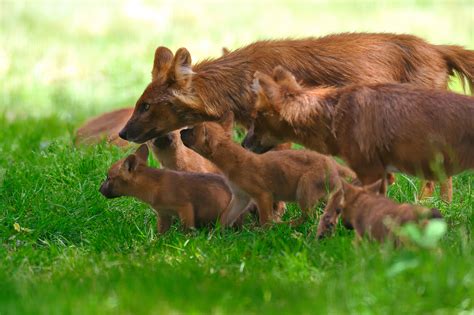 dhole reserve zoologique de la haute touche