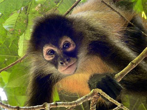 Fotos De Macaco Aranha - Macaco Aranha Fotos Banco de Imagens e Fotos de Stock - iStock