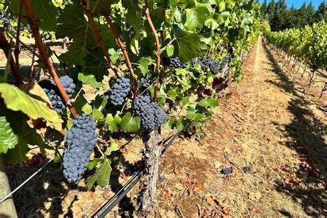 Inside scientists’ mission to save America’s wine industry from climate