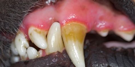 how to tell if a dog has a toothache