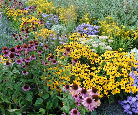 best perennial cut flowers zone 9 9