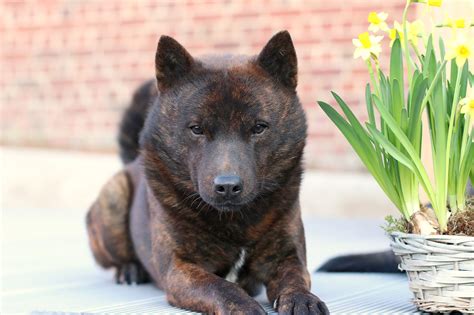 【甲斐犬】性格・寿命・値段などまとめ！ - 犬の種類図鑑
