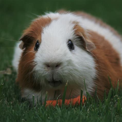 guinea pigs  smart  dogs