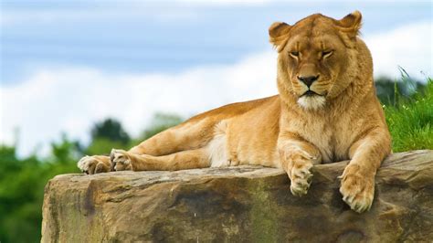 #924 lioness drinking water - Rare Gallery HD Wallpapers