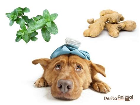 O Que Dar Para Cachorro Envenenado - O Que Dar Para Cachorro Envenenado? Remédio Caseiro | Mundo Ecologia