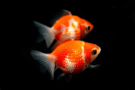 21 Popular Types Of Goldfish For Beginners Everything Fishkeeping