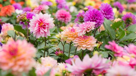 Winter clematis: plant one of these in your garden for stunning