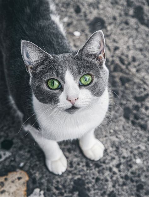 Gray And White Cat With Green Eyes Stock Image Image Of Instinct
