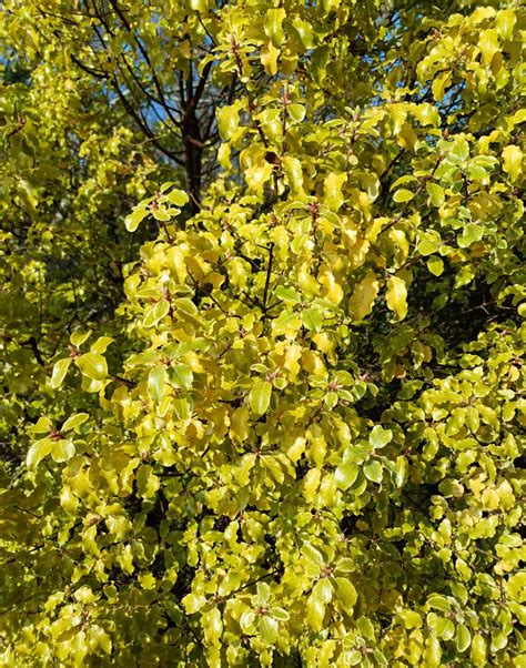 Pittosporum tenuifolium - Trees and Shrubs Online