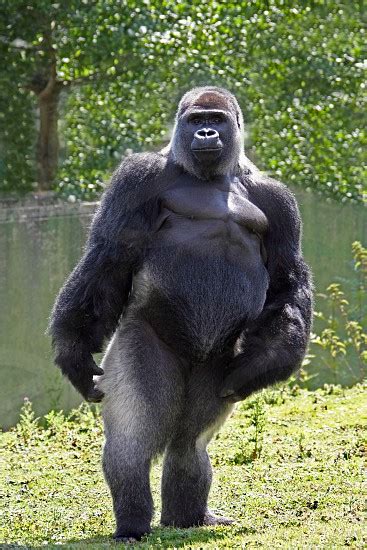Gorilla Standing Up