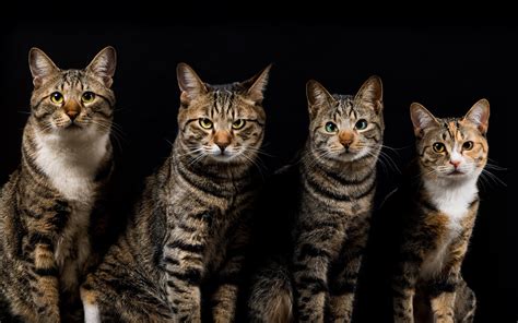 Four cats, gray striped, black background wallpaper | animals
