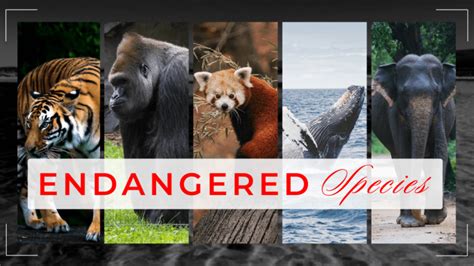 endangered species  blue whales  asian elephants