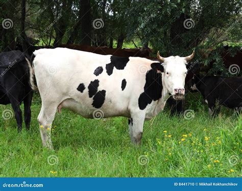 black spotted  stock photo image  tail cattle pasture