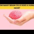 How Many Brain Cells Does a Human Have? A Detailed Breakdown