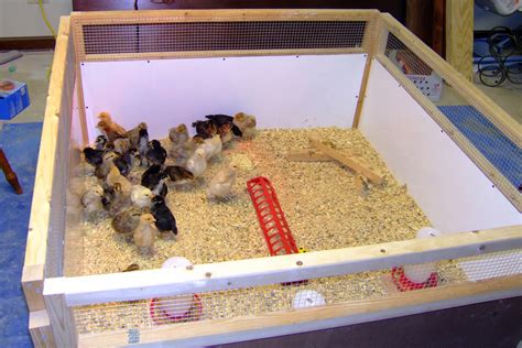 setting   chicken brooder homesteading tips