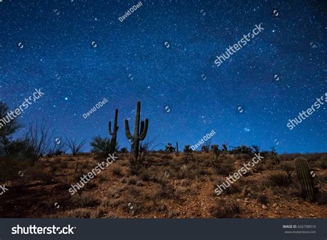 Cactus Night Over 8483 Royalty Free Licensable Stock Photos