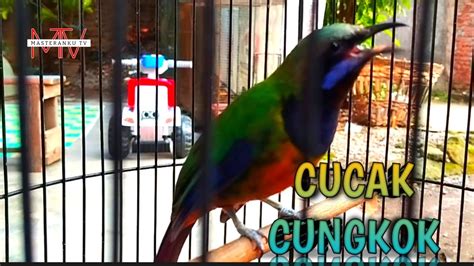 masteran cucak cungkok milik  zuki youtube