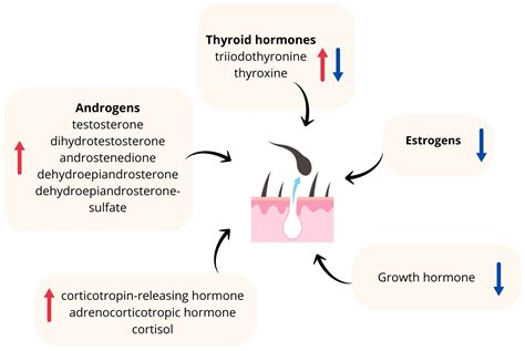 The Hormonal Background of Hair Loss in Non-Scarring Alopecias
