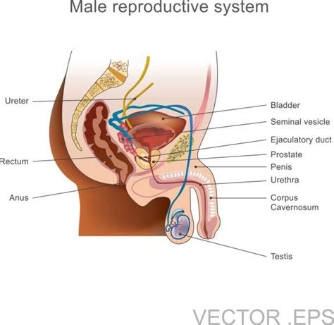 Anatomy Of The Testis Illustrations Royalty Free Vector Graphics