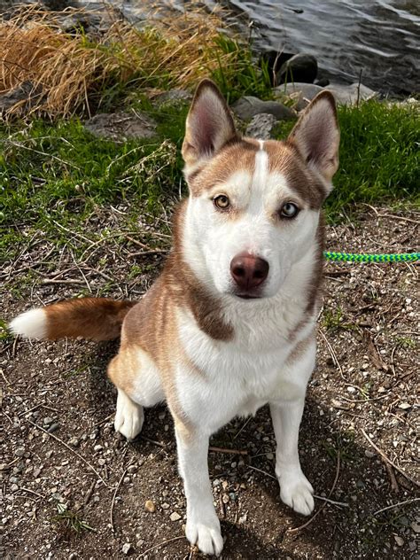 tri cities animal rescue 8